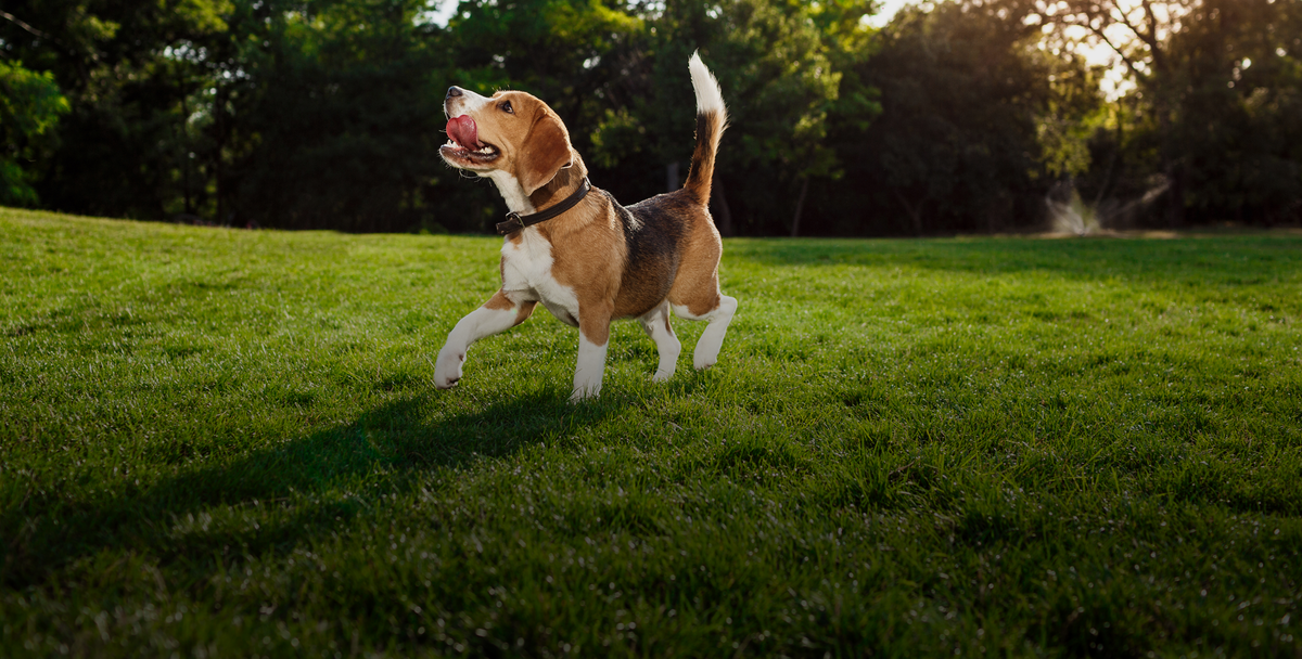 Healthy dog running in the park