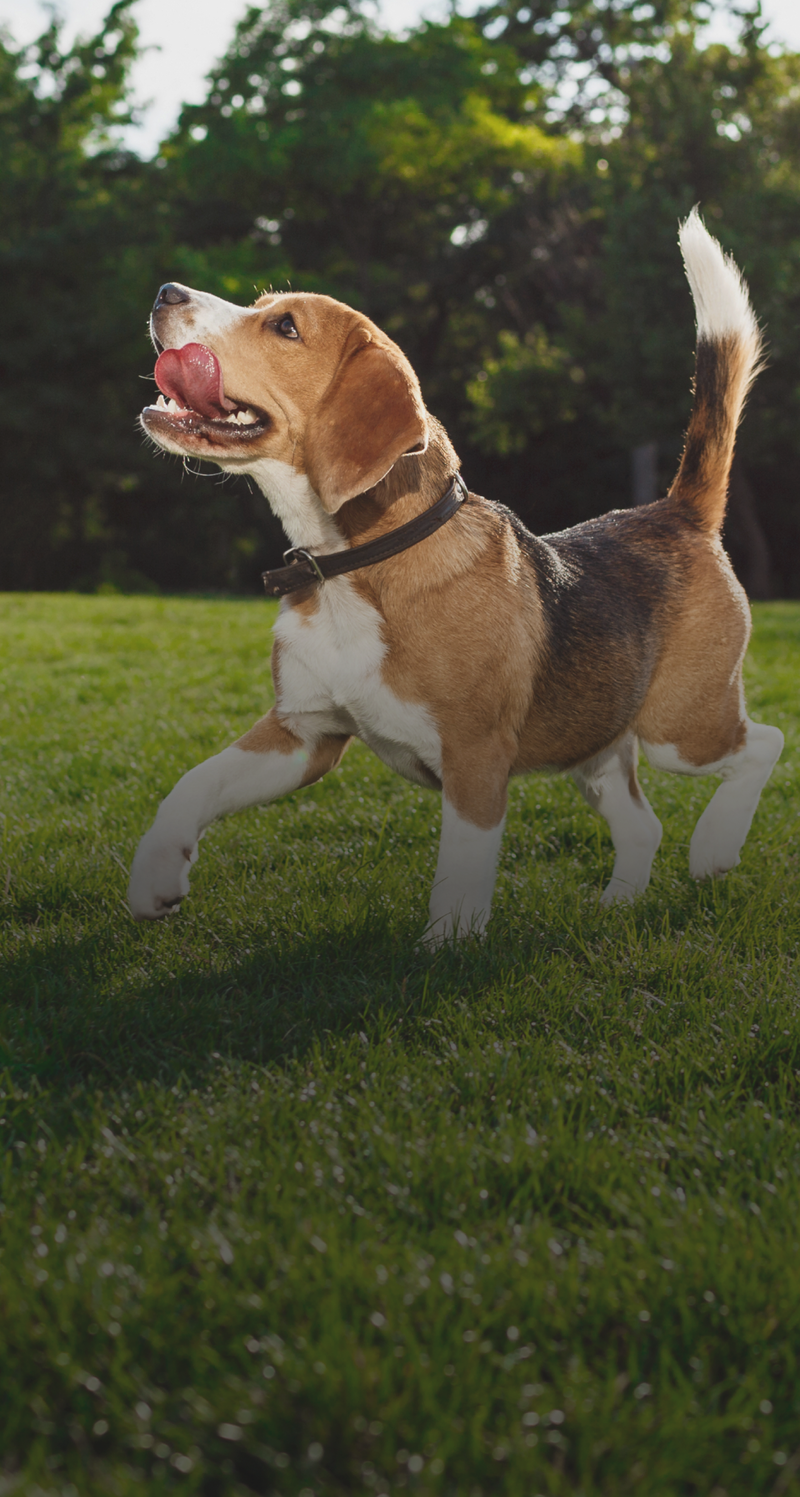 Happy dog enjoying the outdoors