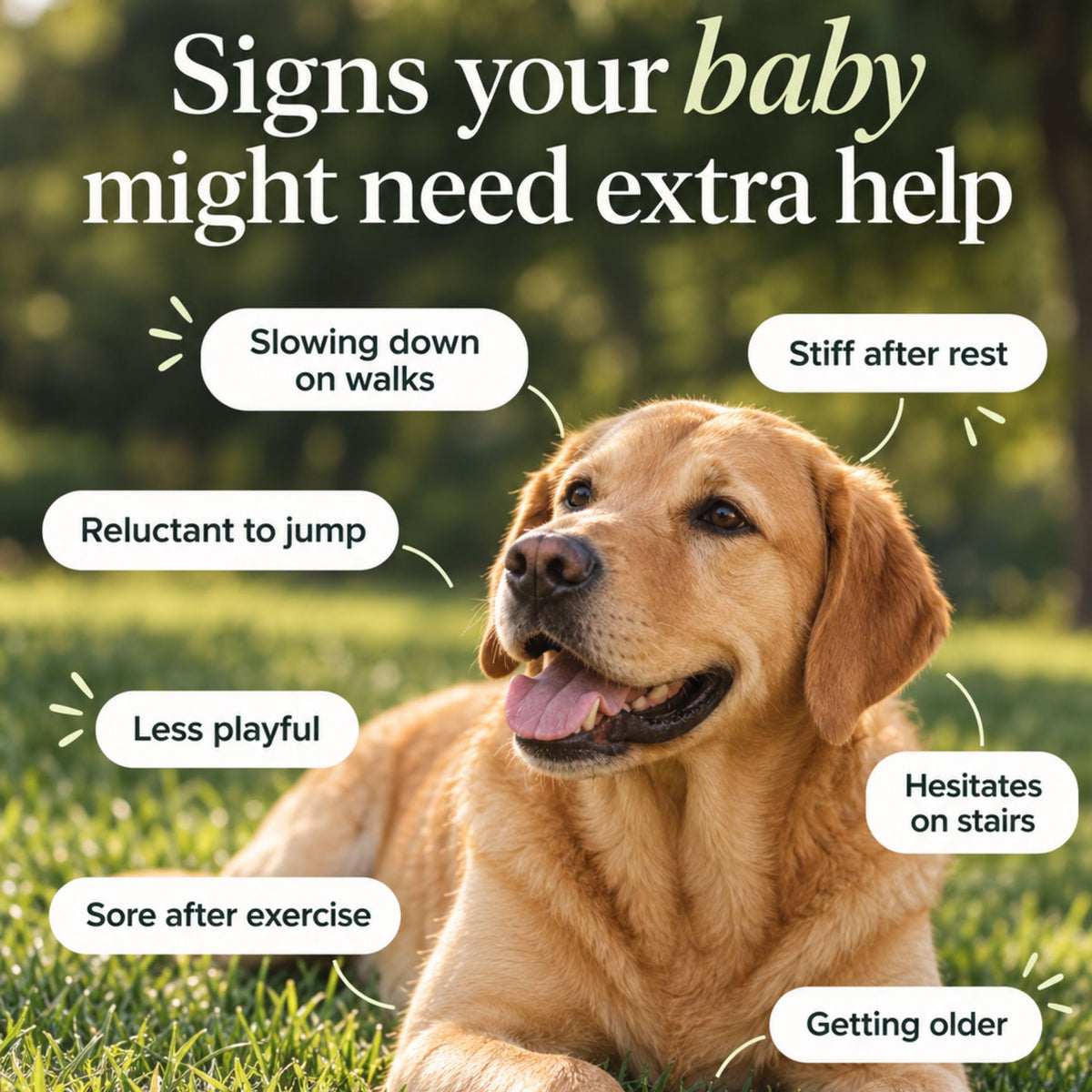 Dog Joint Care - Daily Sachets