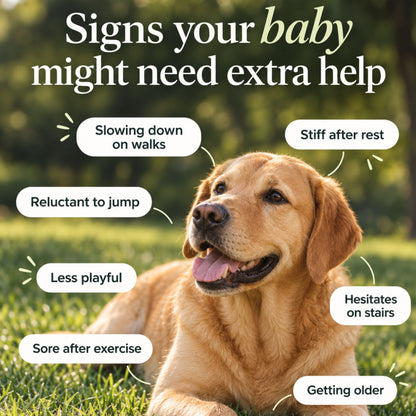 Dog Joint Care - Daily Sachets
