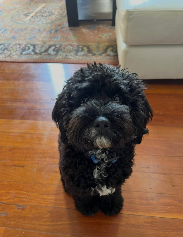 Pedro